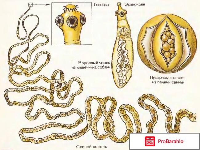 Intoxic очередной развод или правда? отрицательные отзывы