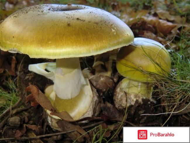 Отравление бледной поганкой - насколько опасно 