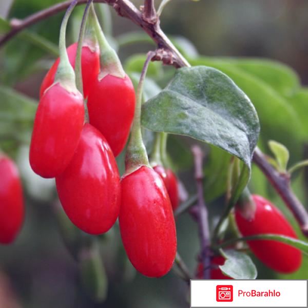 Выращивание ягод годжи: посадка, уход, как собирать отрицательные отзывы