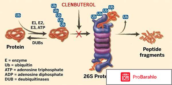 Клёнбутерол отзывы обман