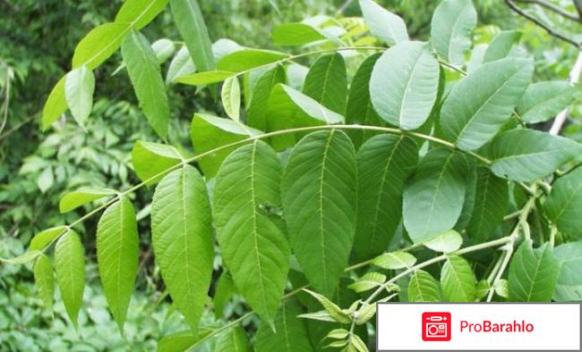 Лист черного ореха отрицательные отзывы