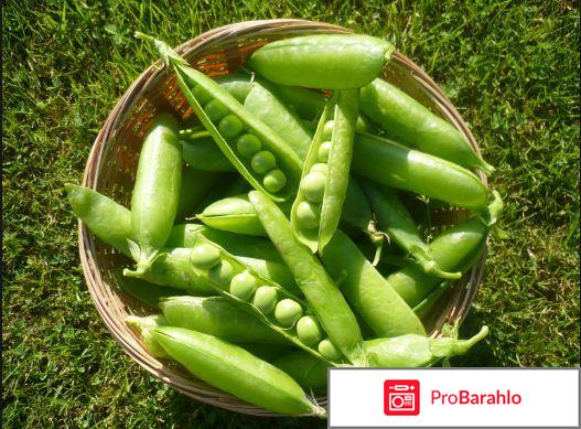 Маски для лица из горошка обман