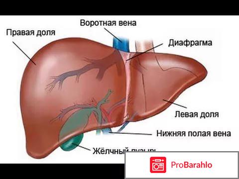 Гепацепт (бад) для восстановления печени. Отзывы обман