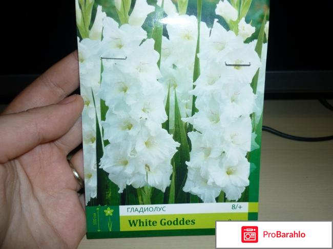 Гладиолусы сорта 