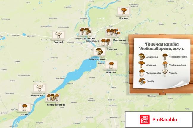 Где собирать грибы в Новосибирске, грибные места Новосибирской области? 