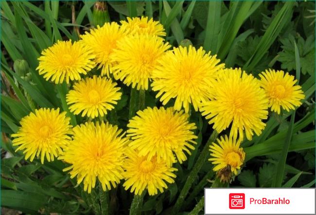 Артроз коленного сустава лечение народными средствами обман