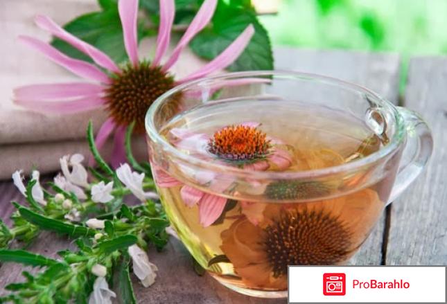 Эхинацея для иммунитета детям обман