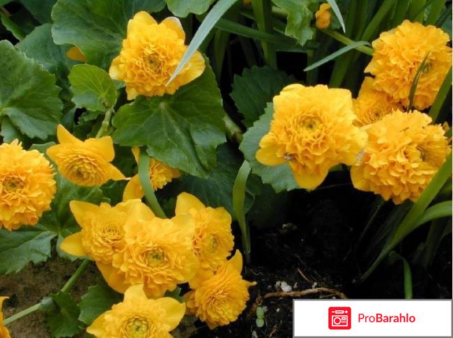 Калужница отрицательные отзывы