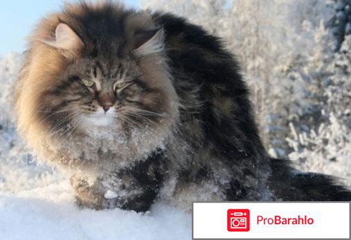 Сибирский кот фото 