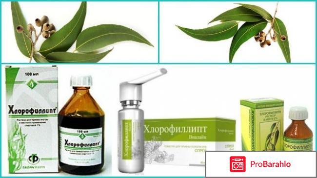 Хлорофиллиптом обман