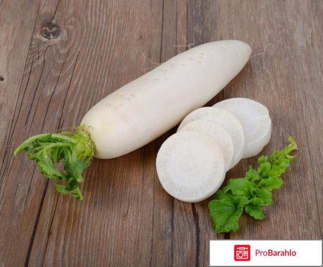 Дайкон: полезные свойства, калорийность и сорта отрицательные отзывы