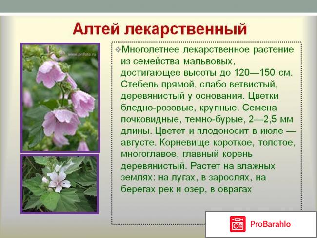 Алтея сироп отрицательные отзывы