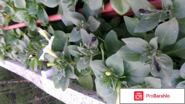 Петуния,выращивание из семян отрицательные отзывы