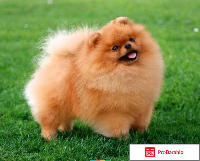 Померанский шпиц отзывы владельцев отрицательные 