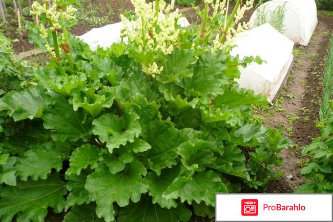 Песочный пирог с ревенем отзывы владельцев