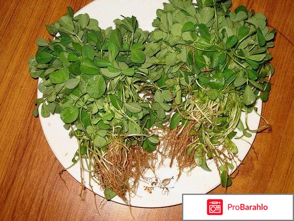 Хельба семена применение и противопоказания обман