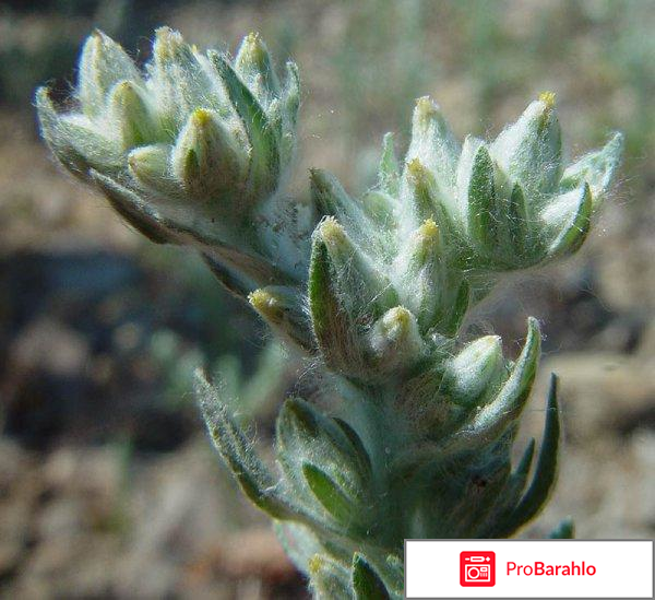 Жабий камень инструкция по применению цена 