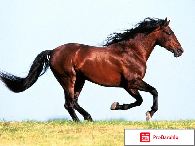 Конский возбудитель для женщин отзывы отрицательные отзывы