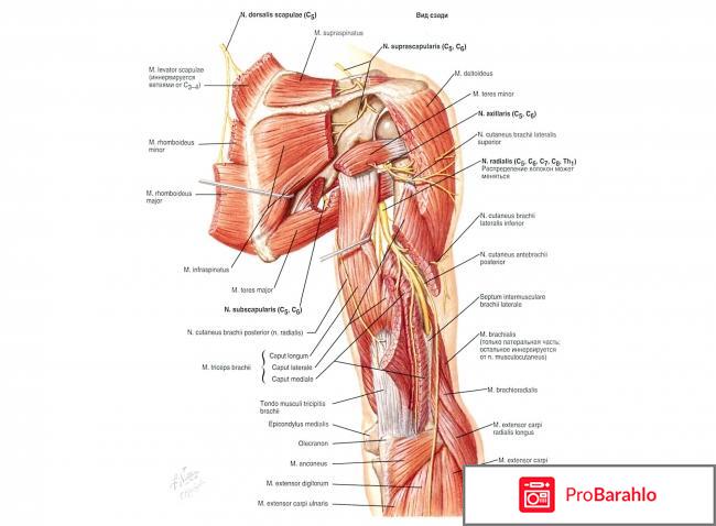 Мышцы плеча: анатомия 
