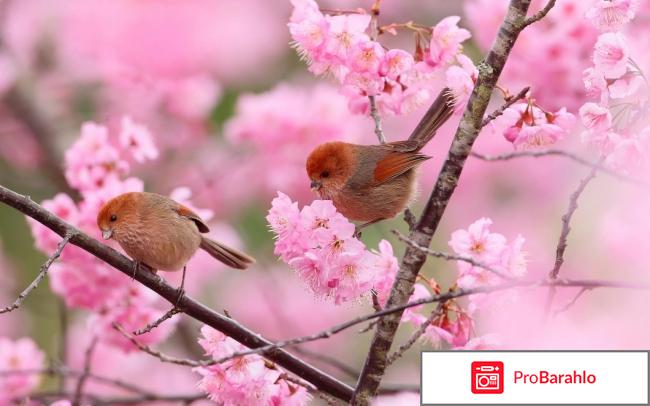 изображение Хронолонг отзывы