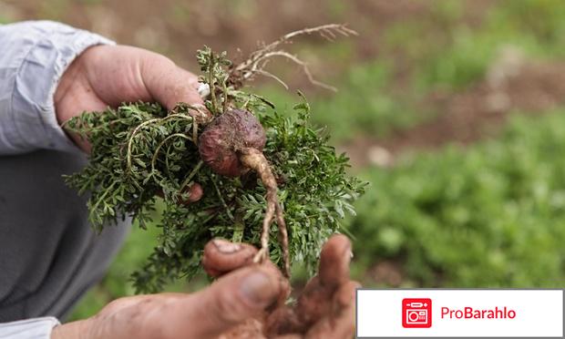 Мака перуанская для мужчин отзывы покупателей отрицательные отзывы