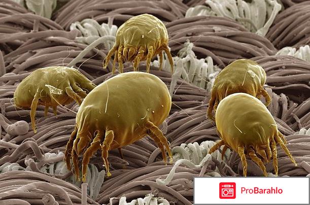 Клещ постельный 