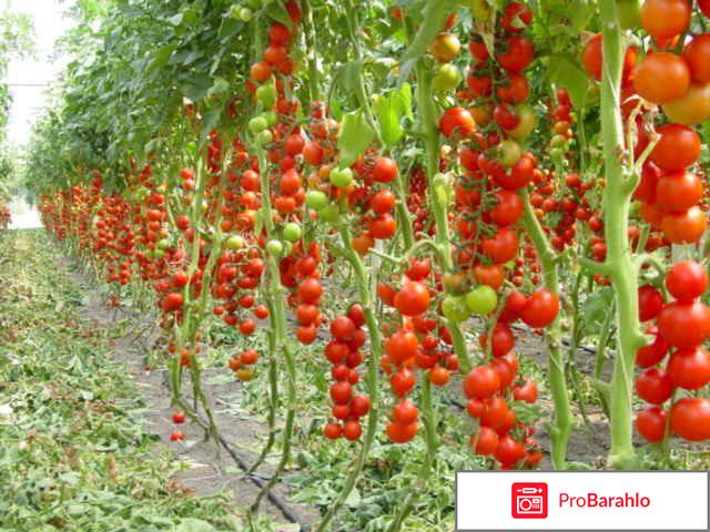 Выращивание томатов 