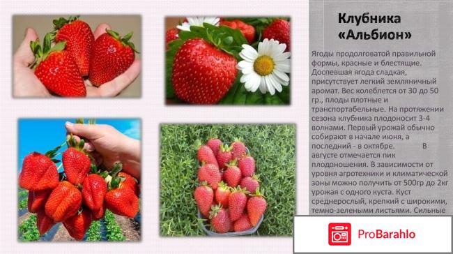 Клубника альбион описание сорта фото отзывы обман