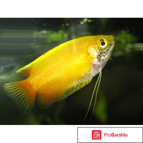 Рыбка гурами 