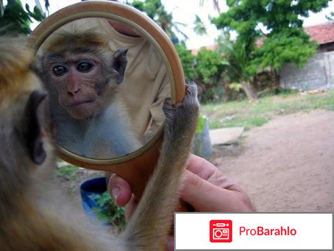 Как содержать обезьяну в домашних условиях: уход фото