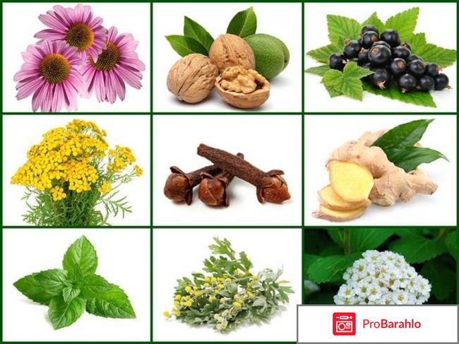 Bactefort развод обман