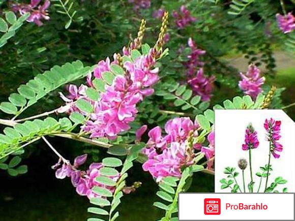 Красный корень корень обман