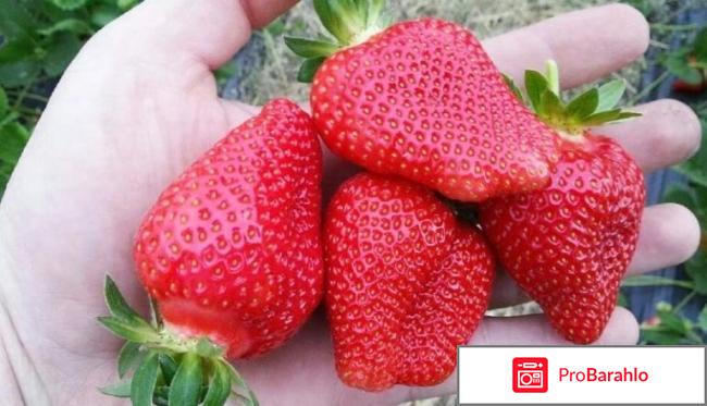 Клубника сенсация описание сорта фото отзывы обман