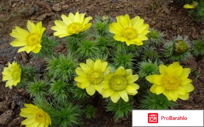 Кардиовален отзывы реальные отзывы