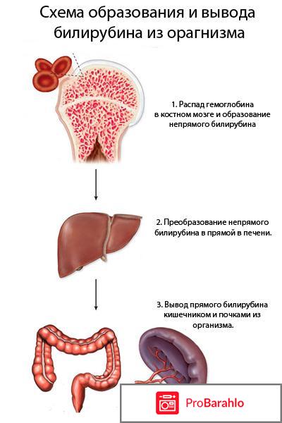 Повышен билирубин в крови: что это значит, норма отрицательные отзывы