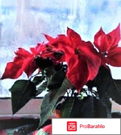 Рождественская звезда - цветок Пуансеттия (Poinsettia). обман