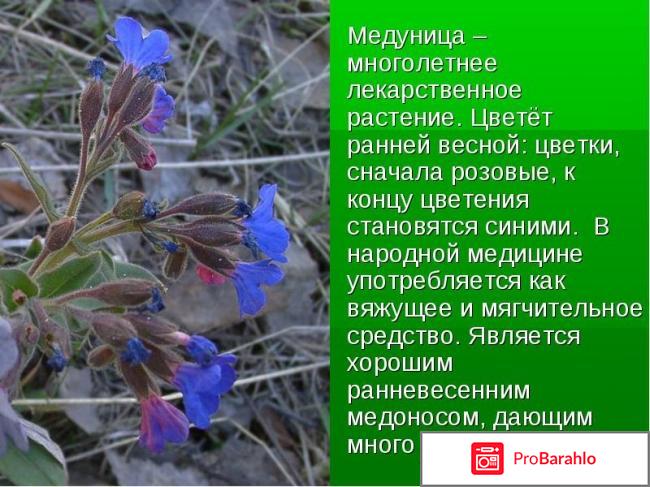 Медуница обман