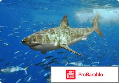 Мазь акулий жир для суставов отрицательные отзывы