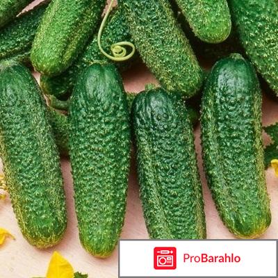 Огурцы гирлянда f1 отзывы фото обман