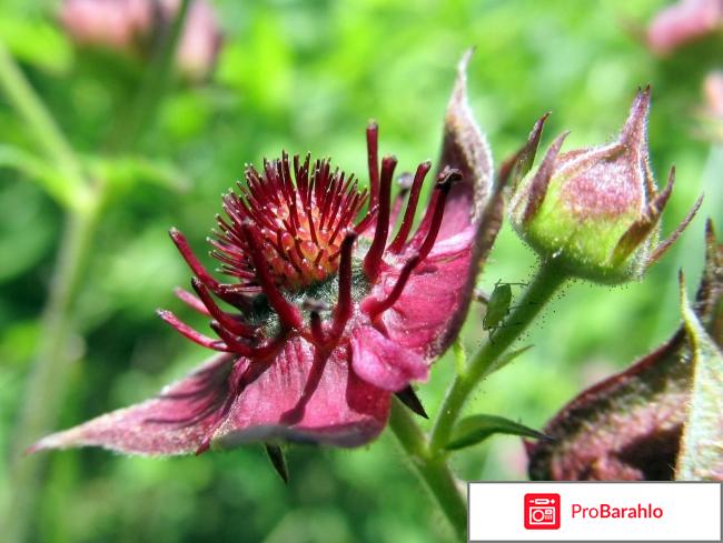 Сустафаст для лечения суставов фото