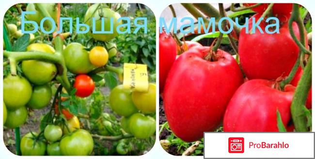 Томаты сорта 