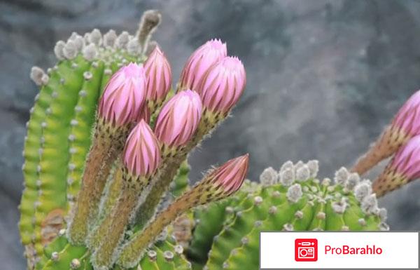 Цереус: виды и уход в домашних условиях отрицательные отзывы