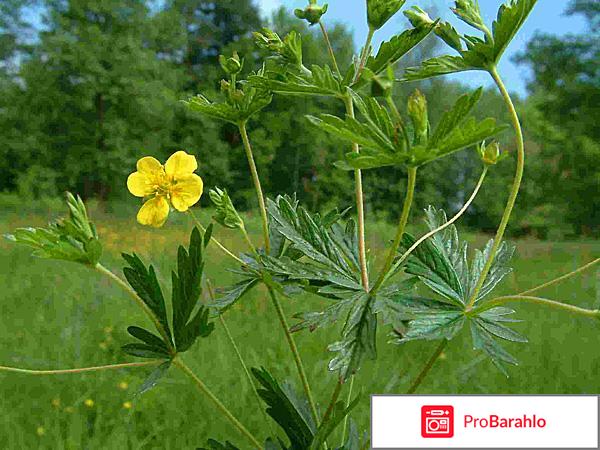 Лапчатка прямостоячая 