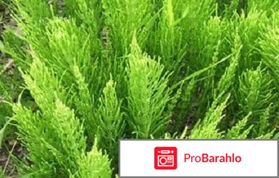 Хвощ полевой обман