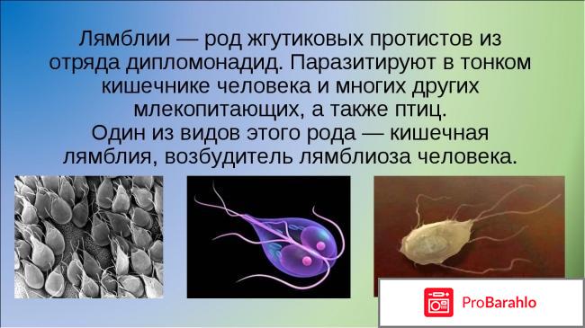 Орнидазол при лямблиозе 