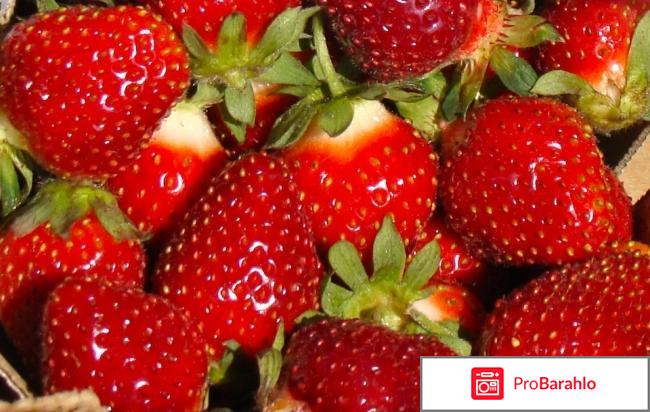 Дозревает ли сорванная клубника? 