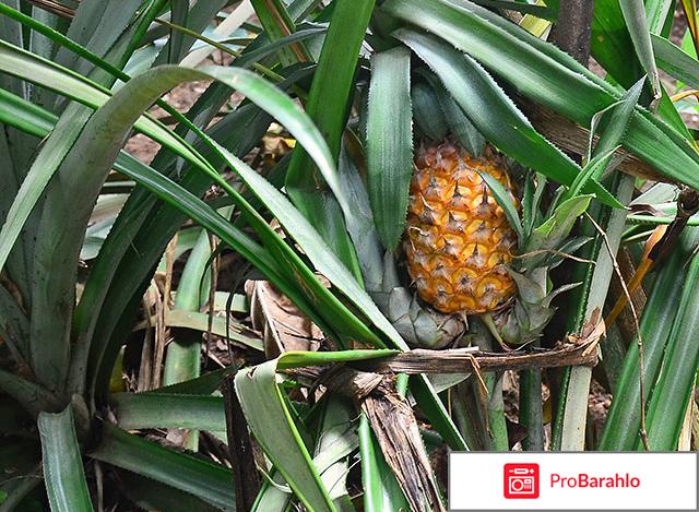 Как размножить ананас 