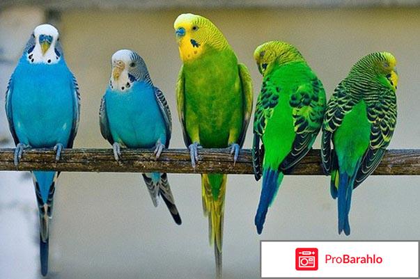 Сколько живут волнистые попугаи обман