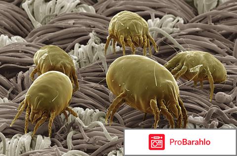 Постельные клещи отрицательные отзывы