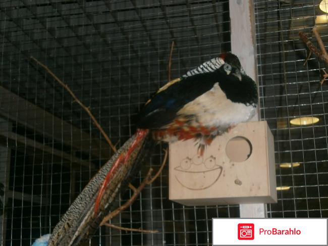 Контактный Зоопарк 